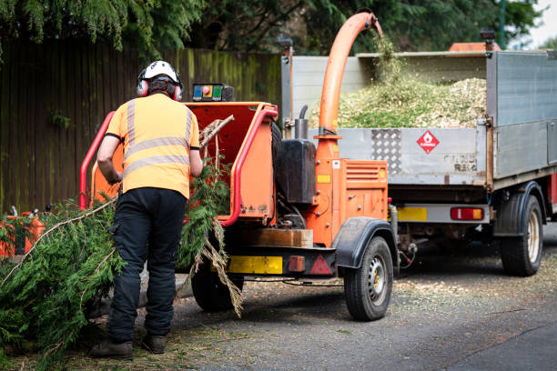 How Our Tree Care Process Works  in  Salida Del Sol Estates, TX