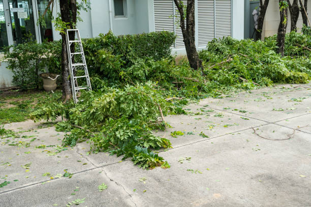  Salida Del Sol Estates, TX Tree Removal Pros